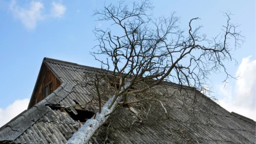 Hazardous Tree Removal