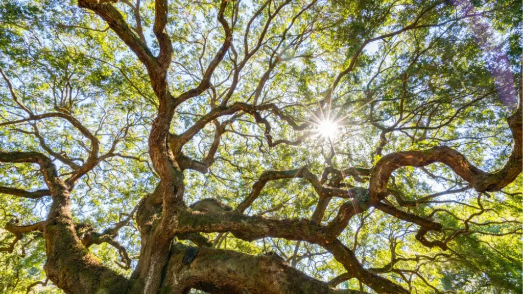 Oak Tree Cleanouts
