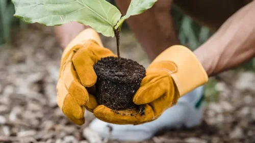 tree replant transplant