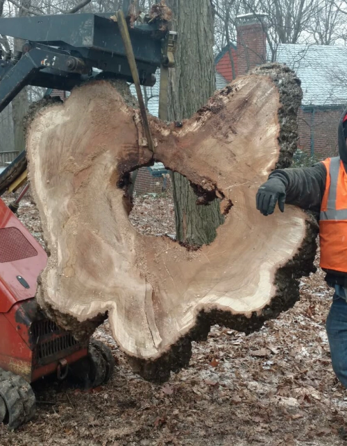 Tree Parts (Image Content)